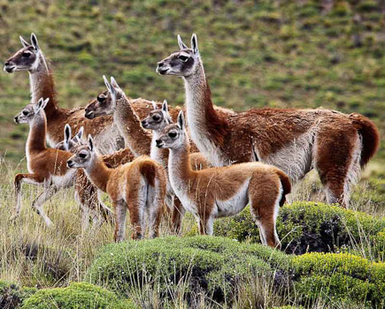 Chulengos, la cria de guanacos / Guanacos and their young, Valle Chacabuco